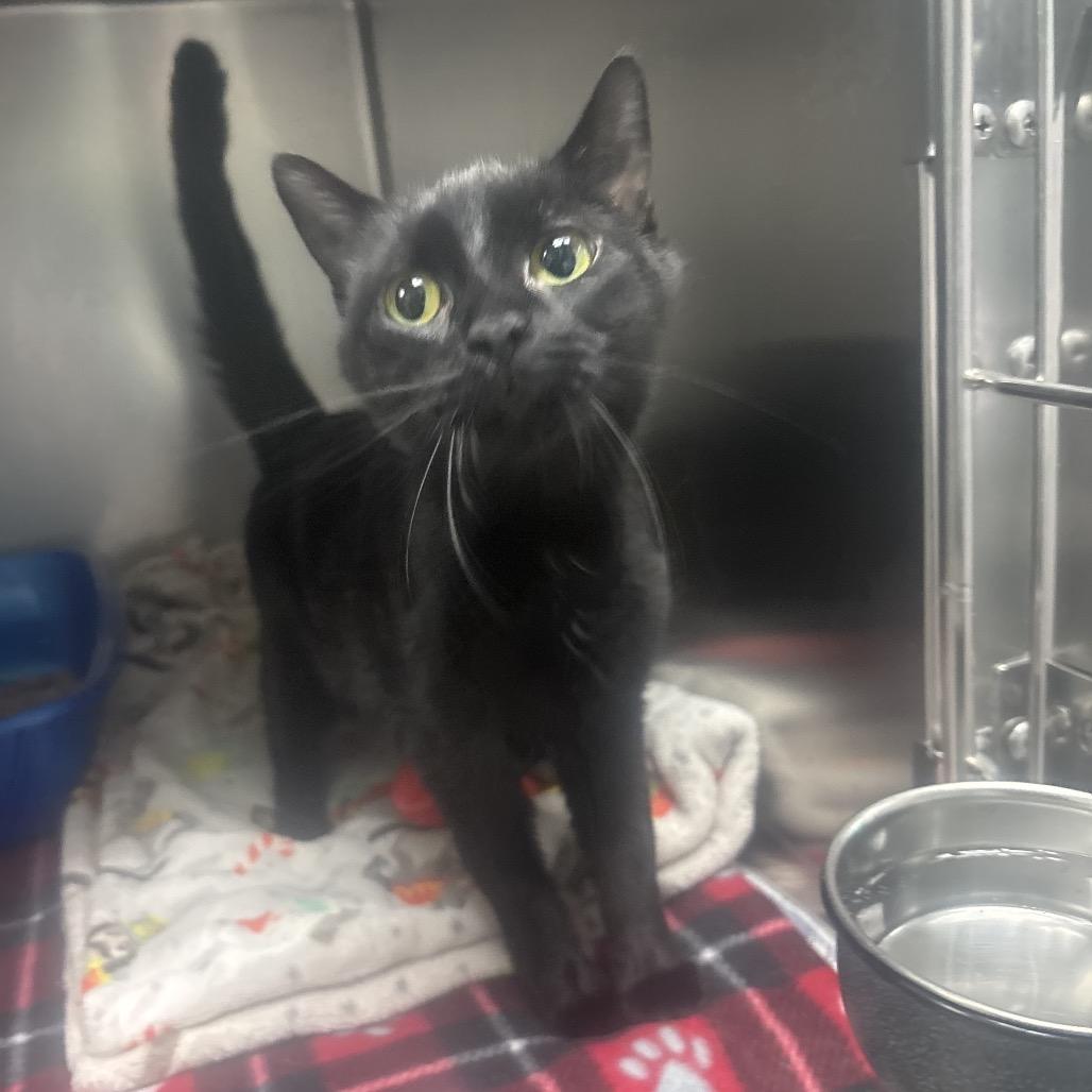 Enlarge April, a Adoptable Domestic Short Hair in Canastota, NY image 2/3