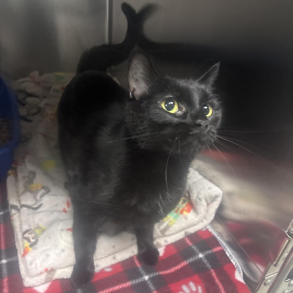 Enlarge April, a Adoptable Domestic Short Hair in Canastota, NY image 3/3