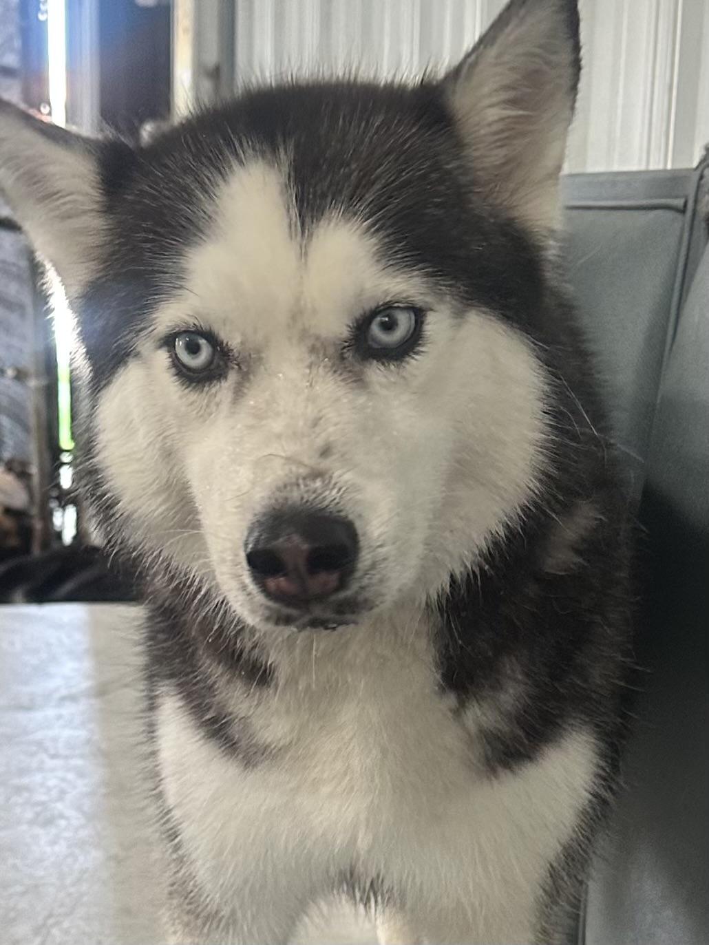 Fozzy, a Adoptable Siberian Husky in Racine, WI image 6/6