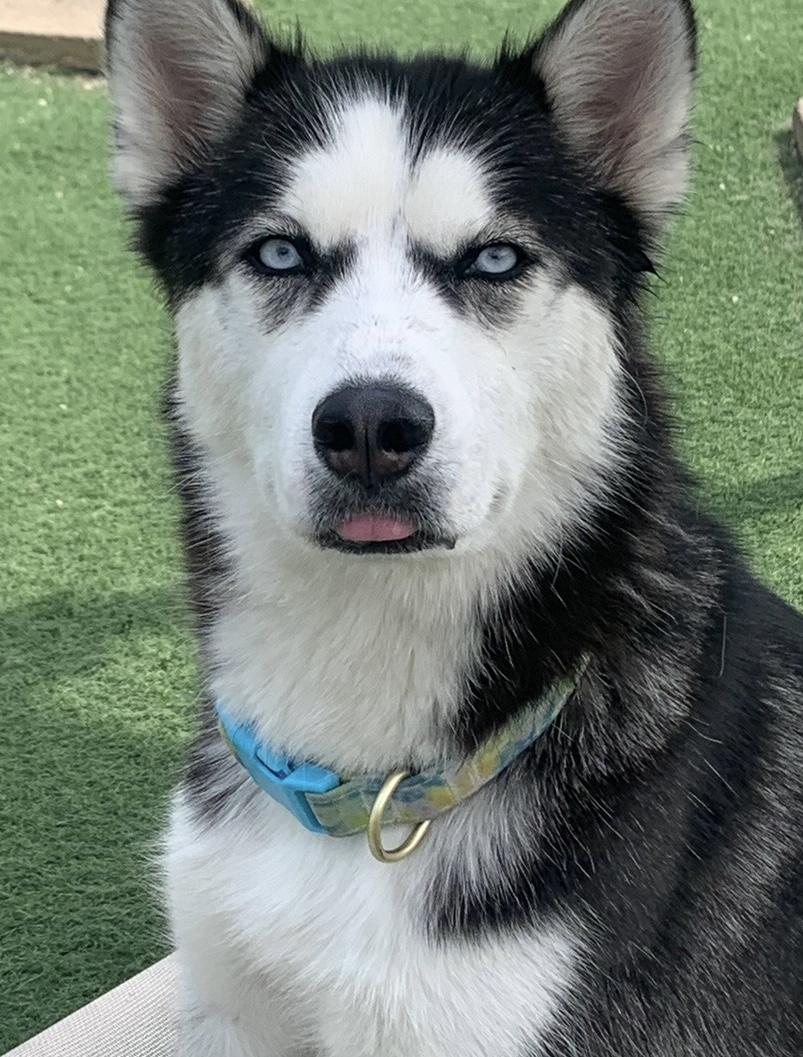 Fozzy, a Adoptable Siberian Husky in Racine, WI image 1/6