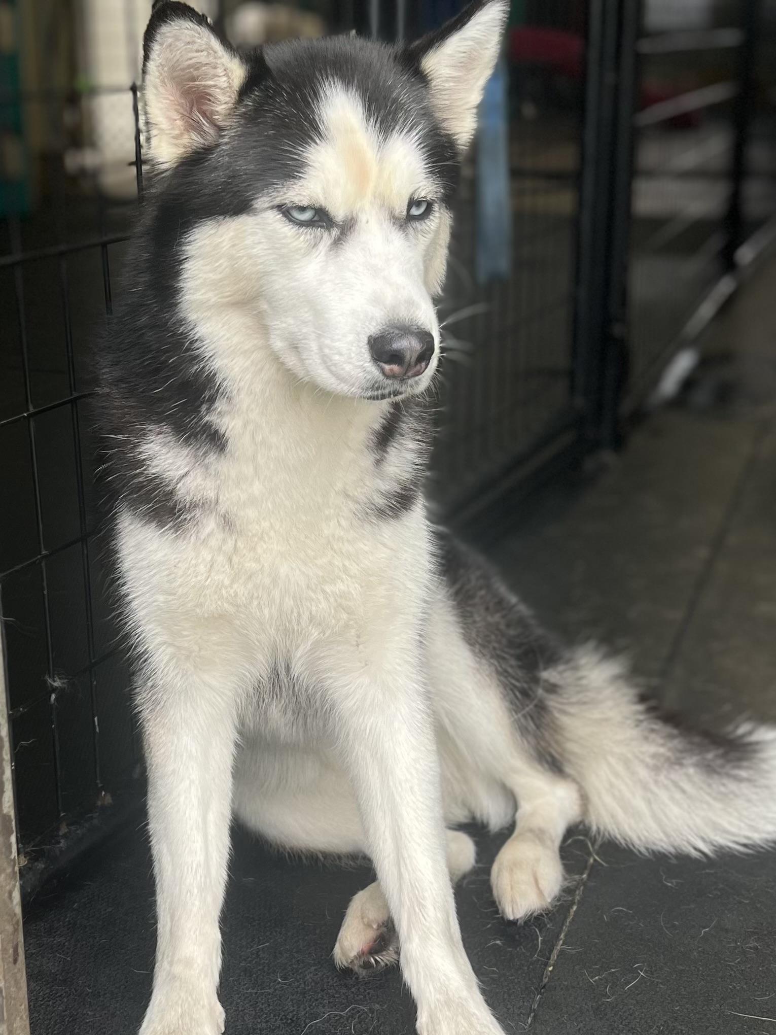 Fozzy, a Adoptable Siberian Husky in Racine, WI image 5/6