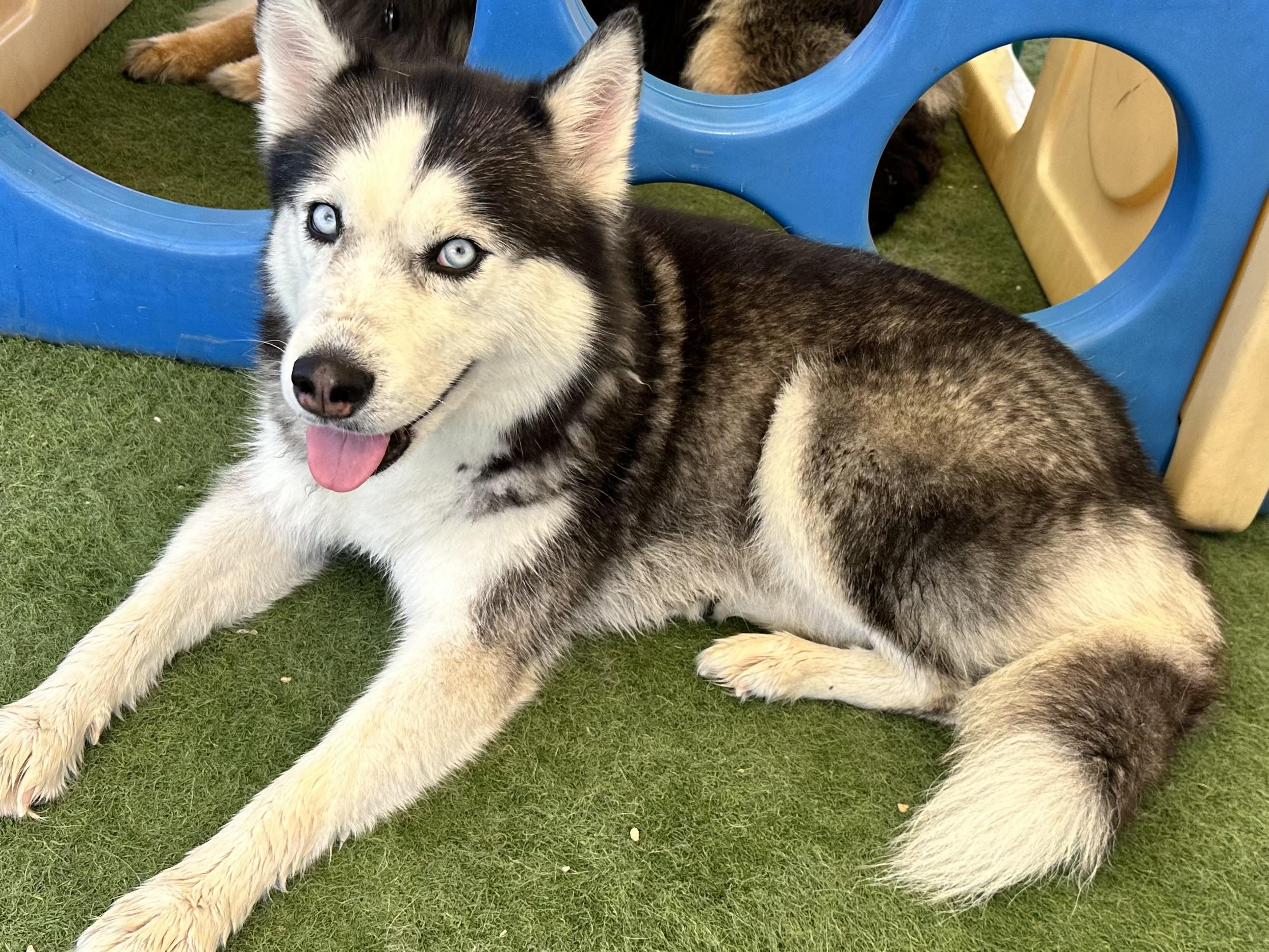 Fozzy, a Adoptable Siberian Husky in Racine, WI image 2/6