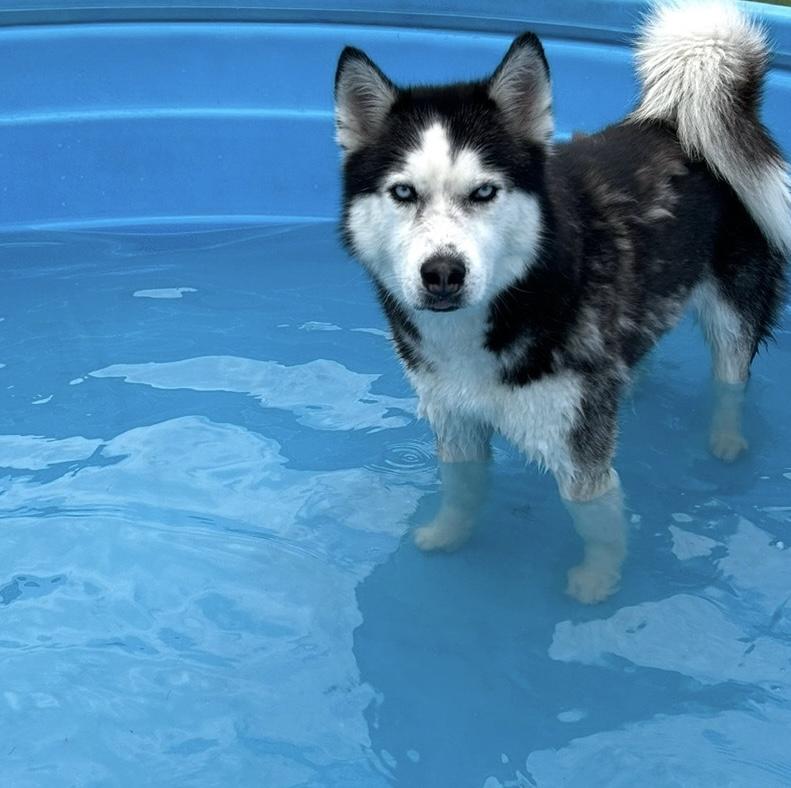 Fozzy, a Adoptable Siberian Husky in Racine, WI image 4/6