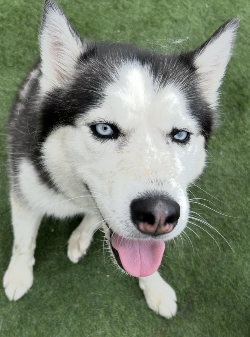 Fozzy, a Adoptable Siberian Husky in Racine, WI image 3/6