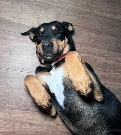 Enlarge Lilly, an adoptable mixed breed in Oklahoma City, OK image 1/2