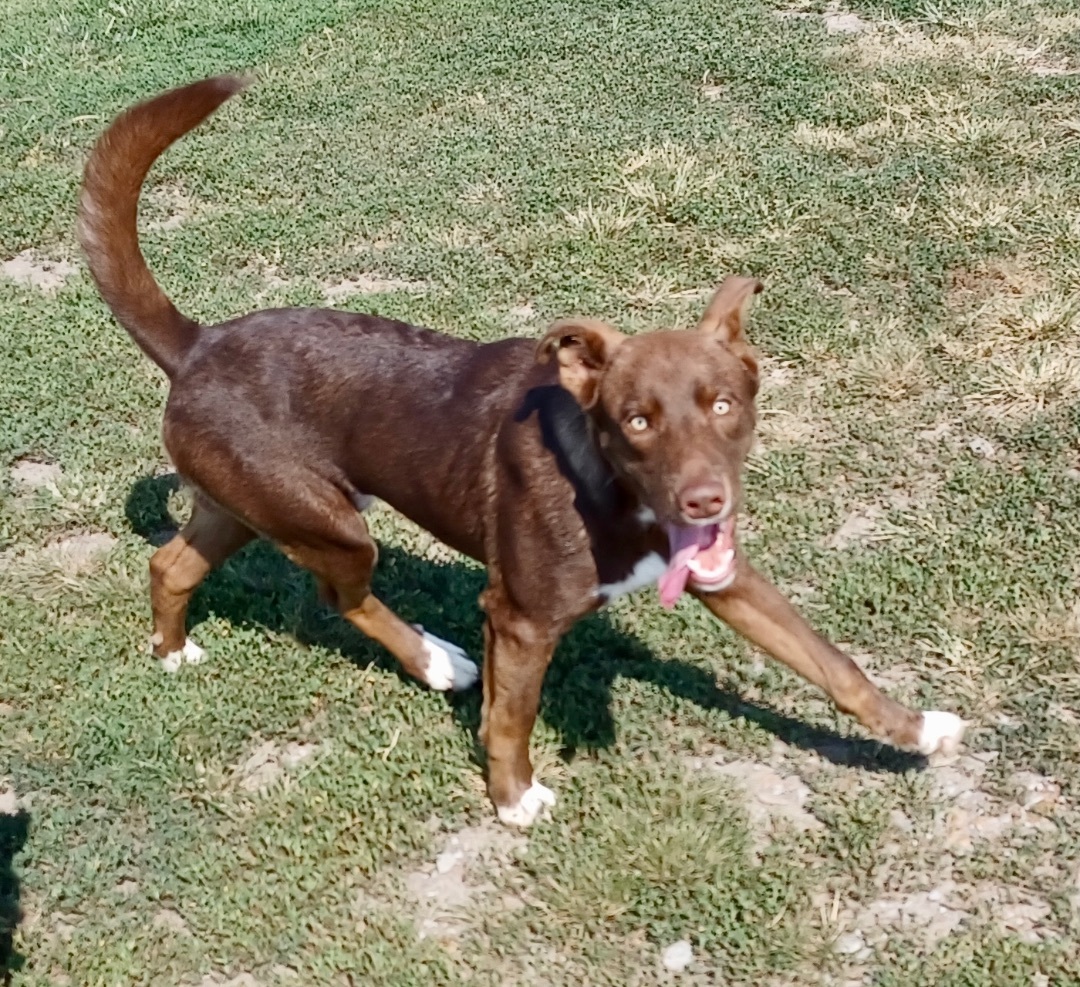 Enlarge Rudie, a Adoptable mixed breed in Newport, AR image 1/5