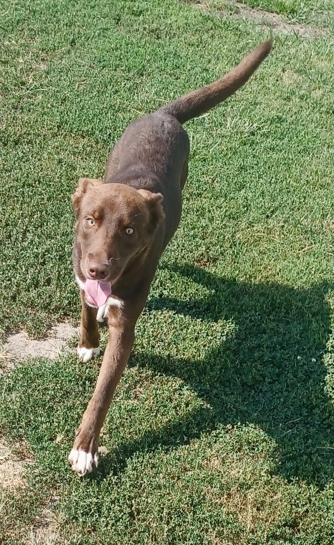 Enlarge Rudie, a Adoptable mixed breed in Newport, AR image 2/5
