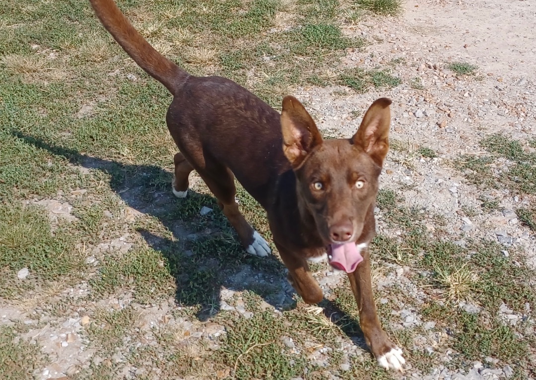 Enlarge Rudie, a Adoptable mixed breed in Newport, AR image 3/5