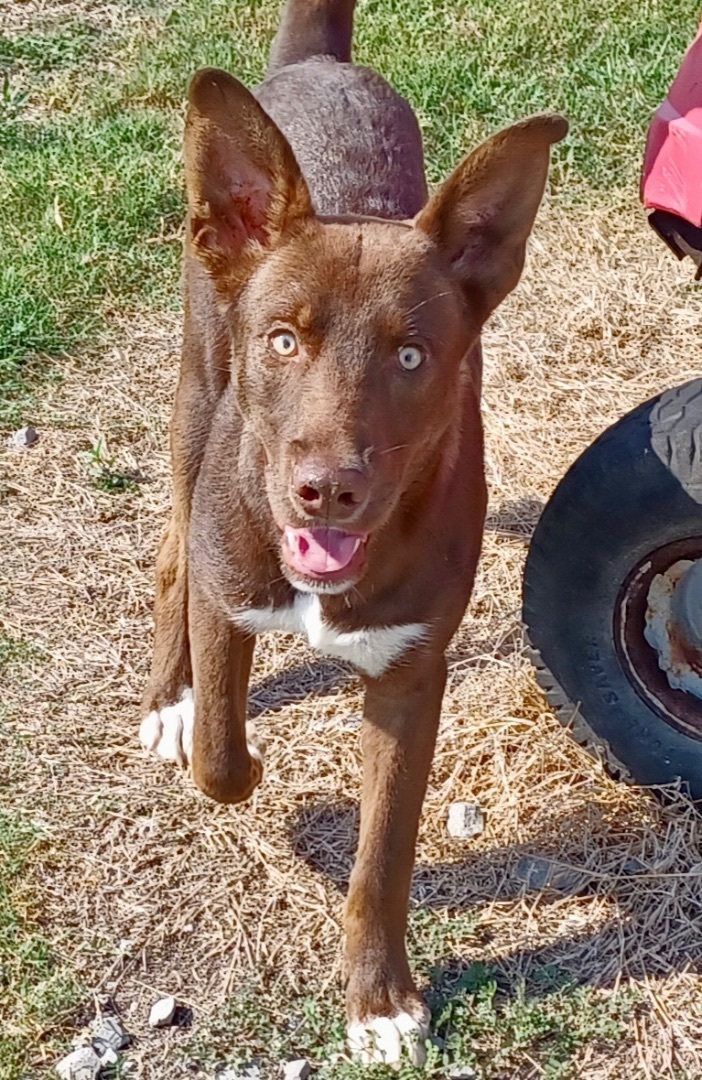 Enlarge Rudie, a Adoptable mixed breed in Newport, AR image 4/5