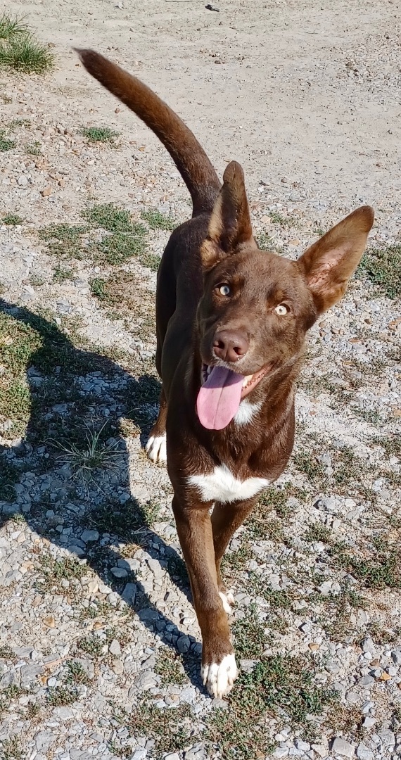 Enlarge Rudie, a Adoptable mixed breed in Newport, AR image 5/5