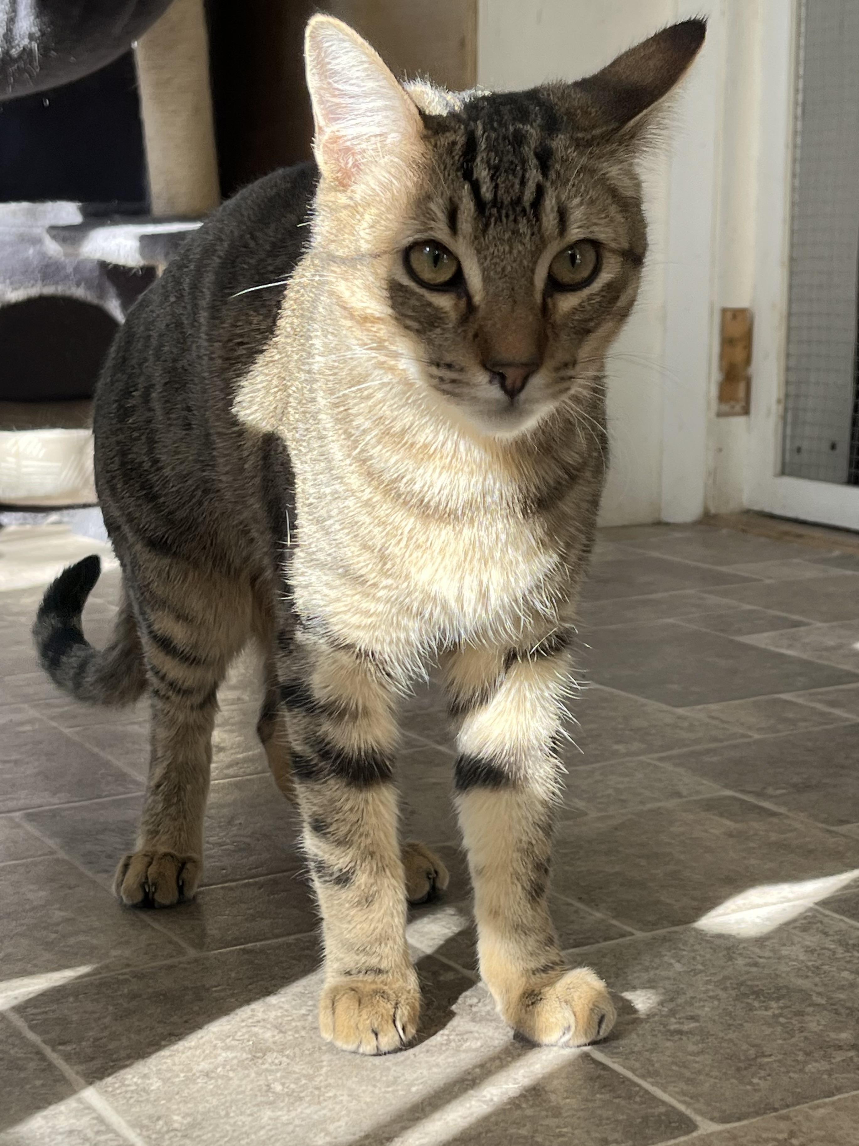 Sundancer and Spirit