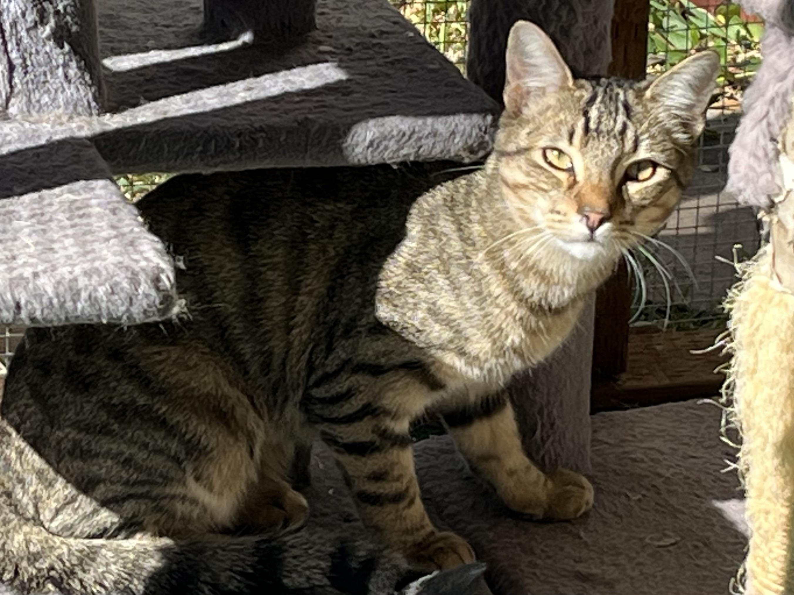 Sundancer and Spirit