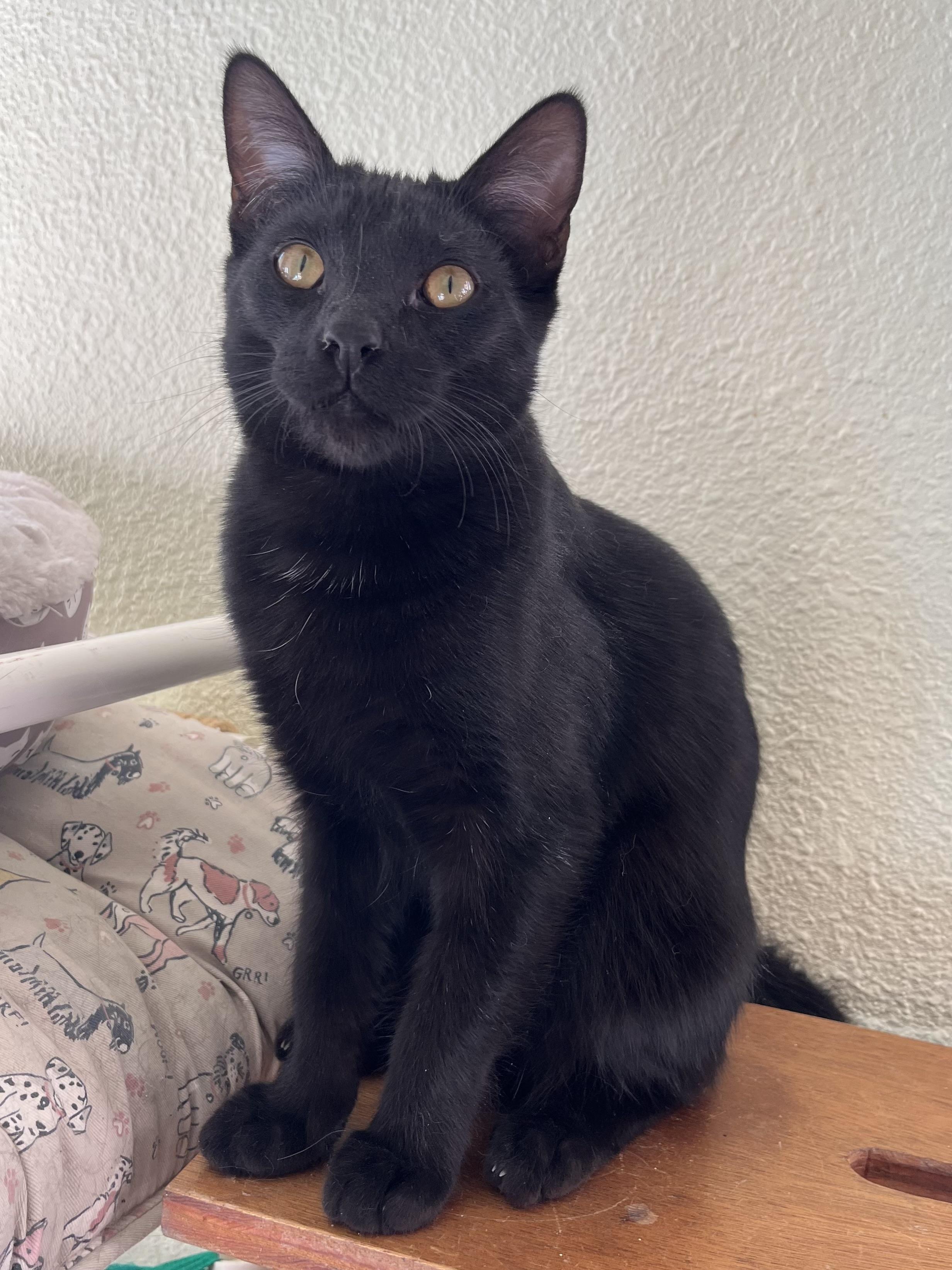 Enlarge Sundancer, a Adoptable mixed breed in Prescott, AZ image 2/4