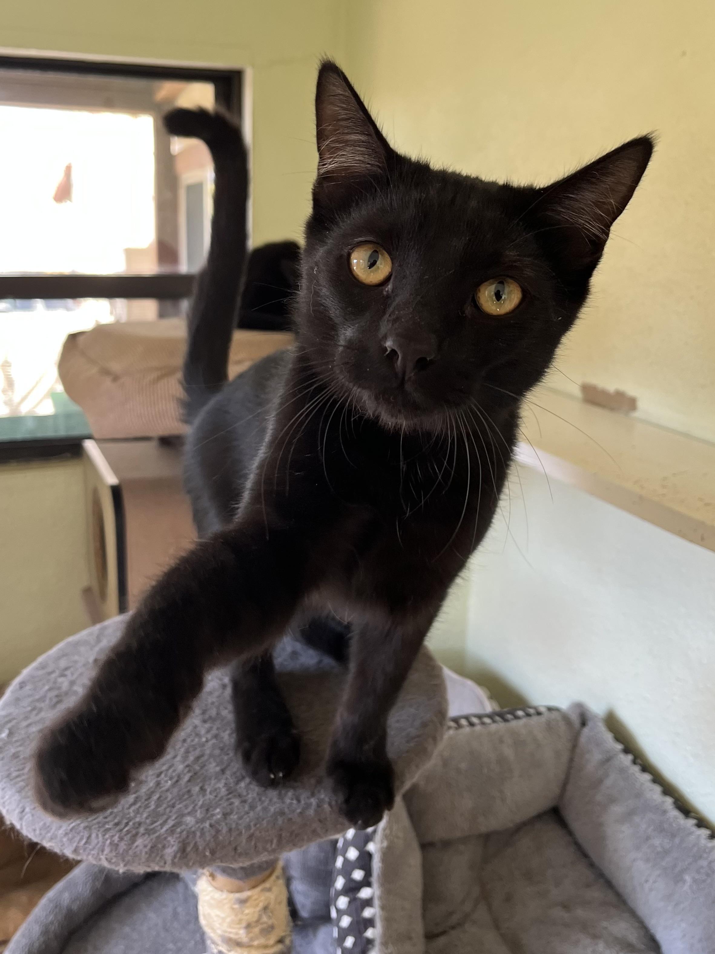 Sundancer and Spirit