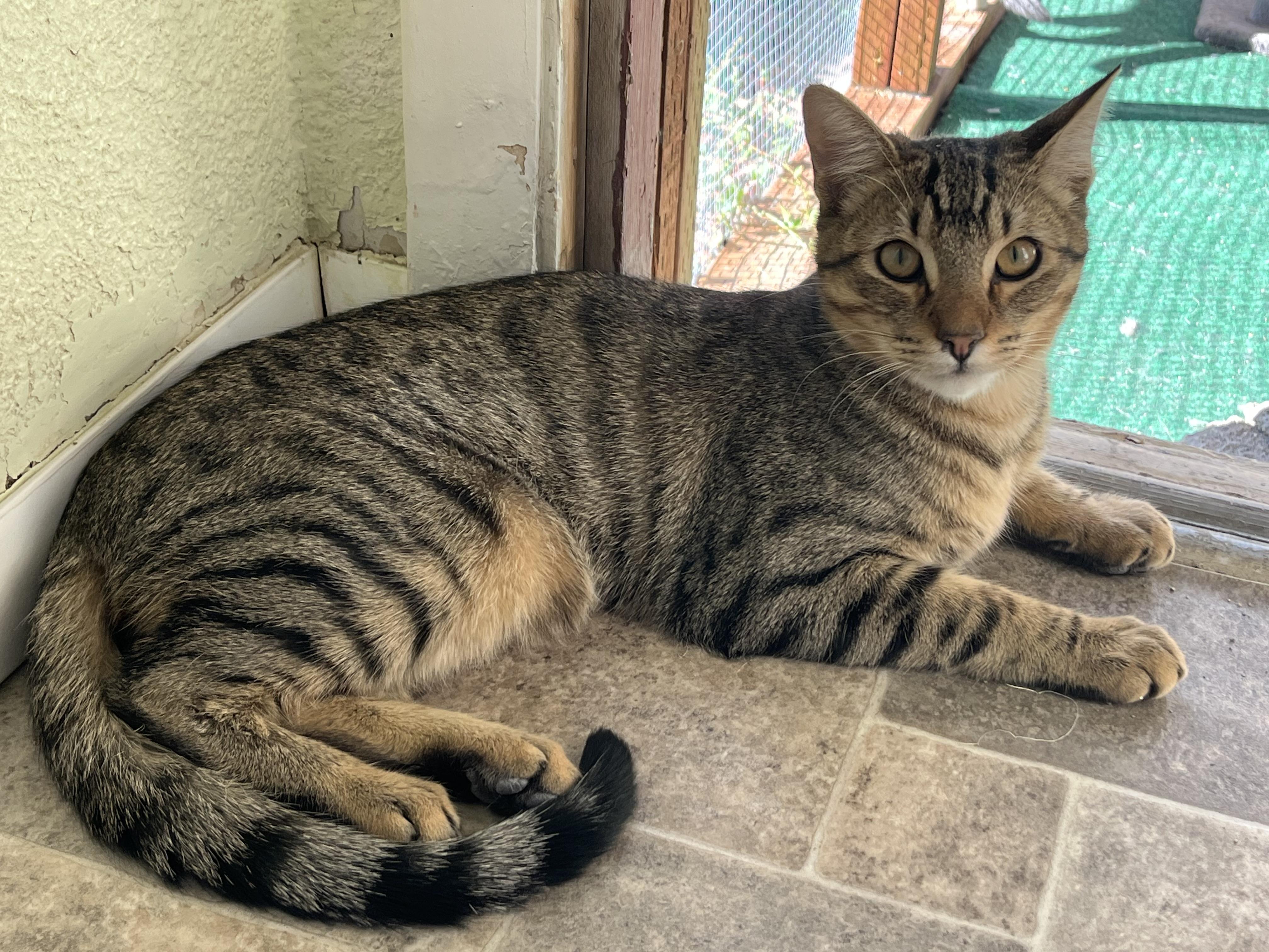 Sundancer and Spirit