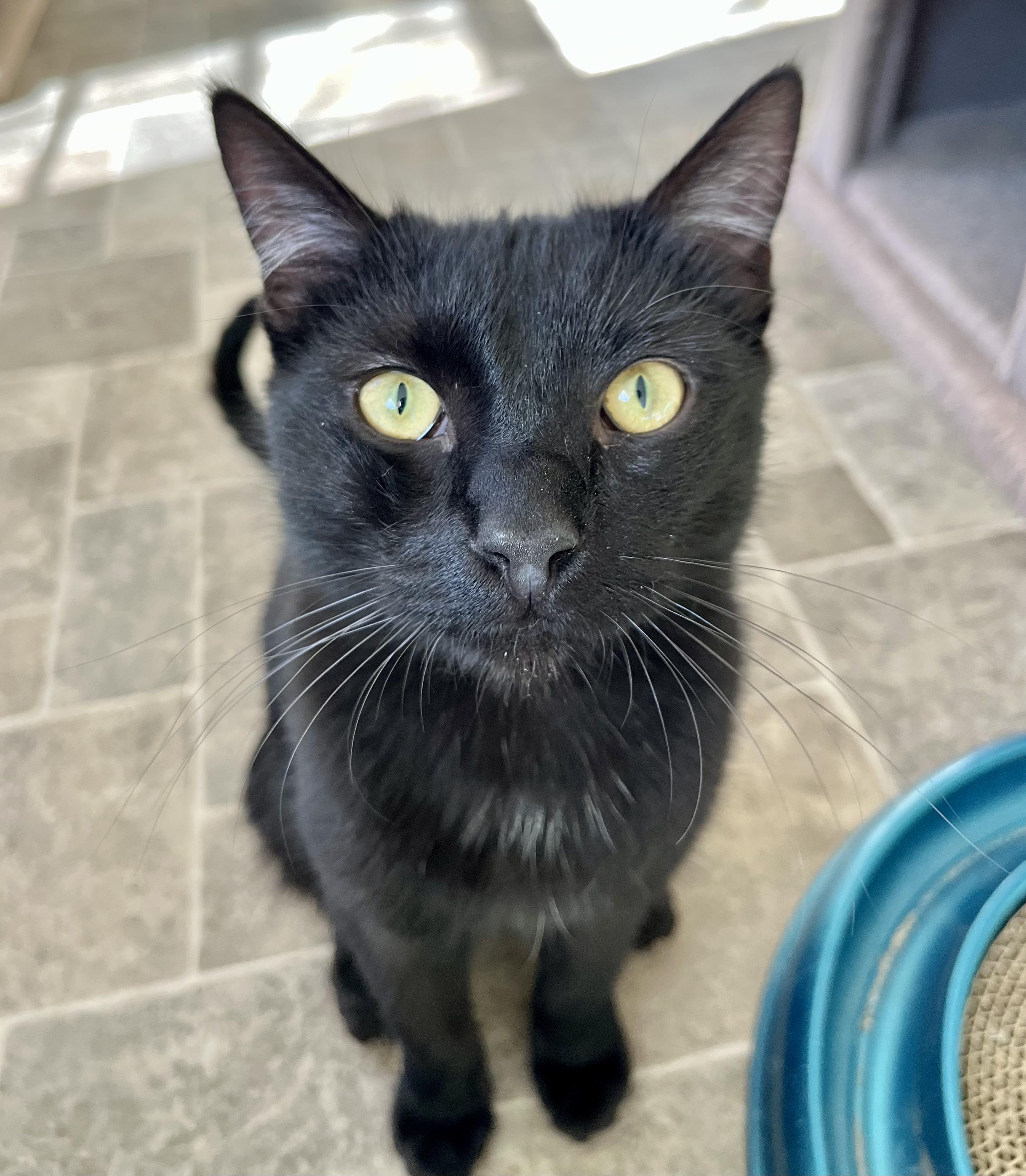 Enlarge Sundancer, a Adoptable mixed breed in Prescott, AZ image 1/4