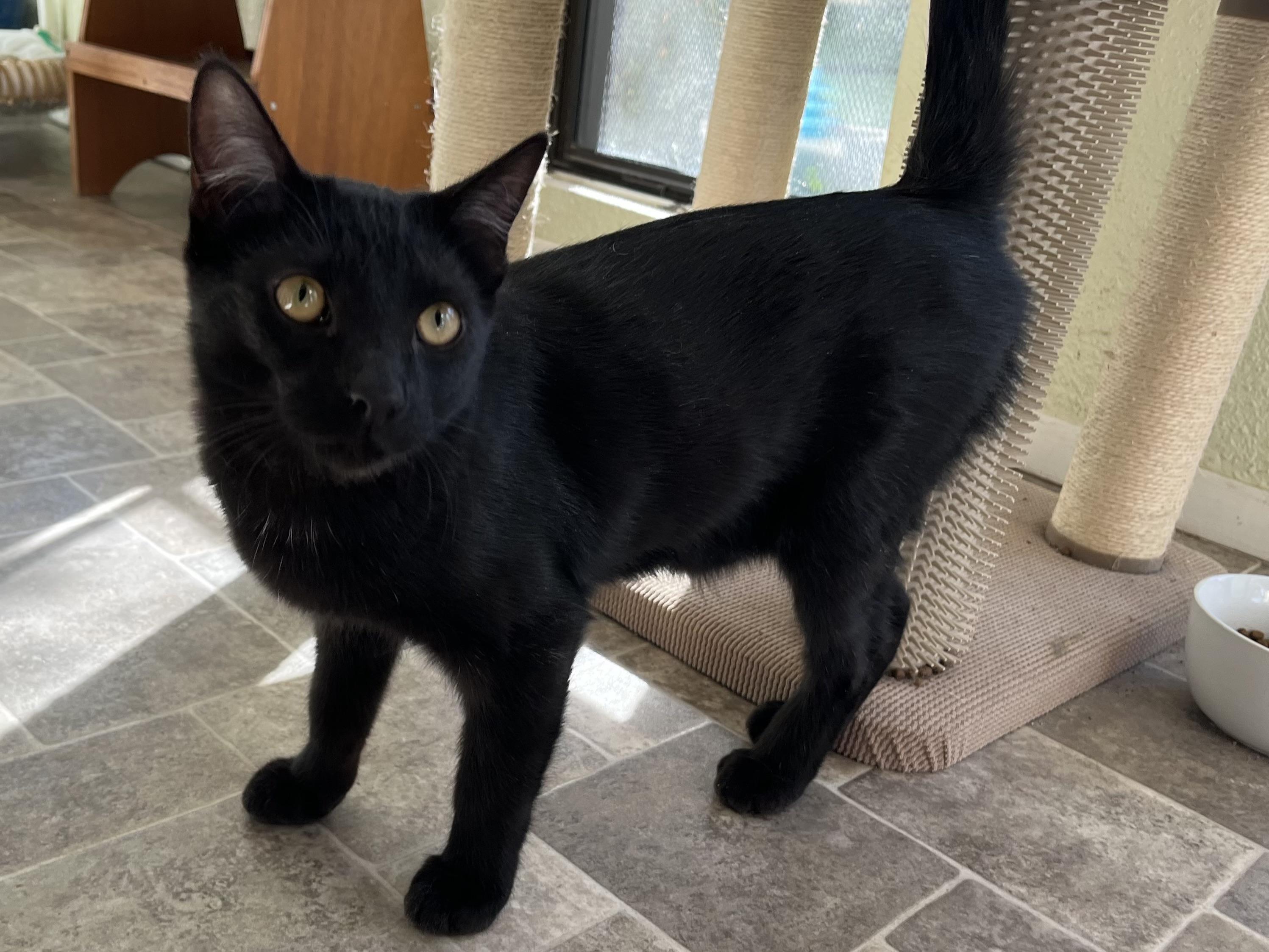 Sundancer, Adoptable, Young Male Domestic Short Hair.