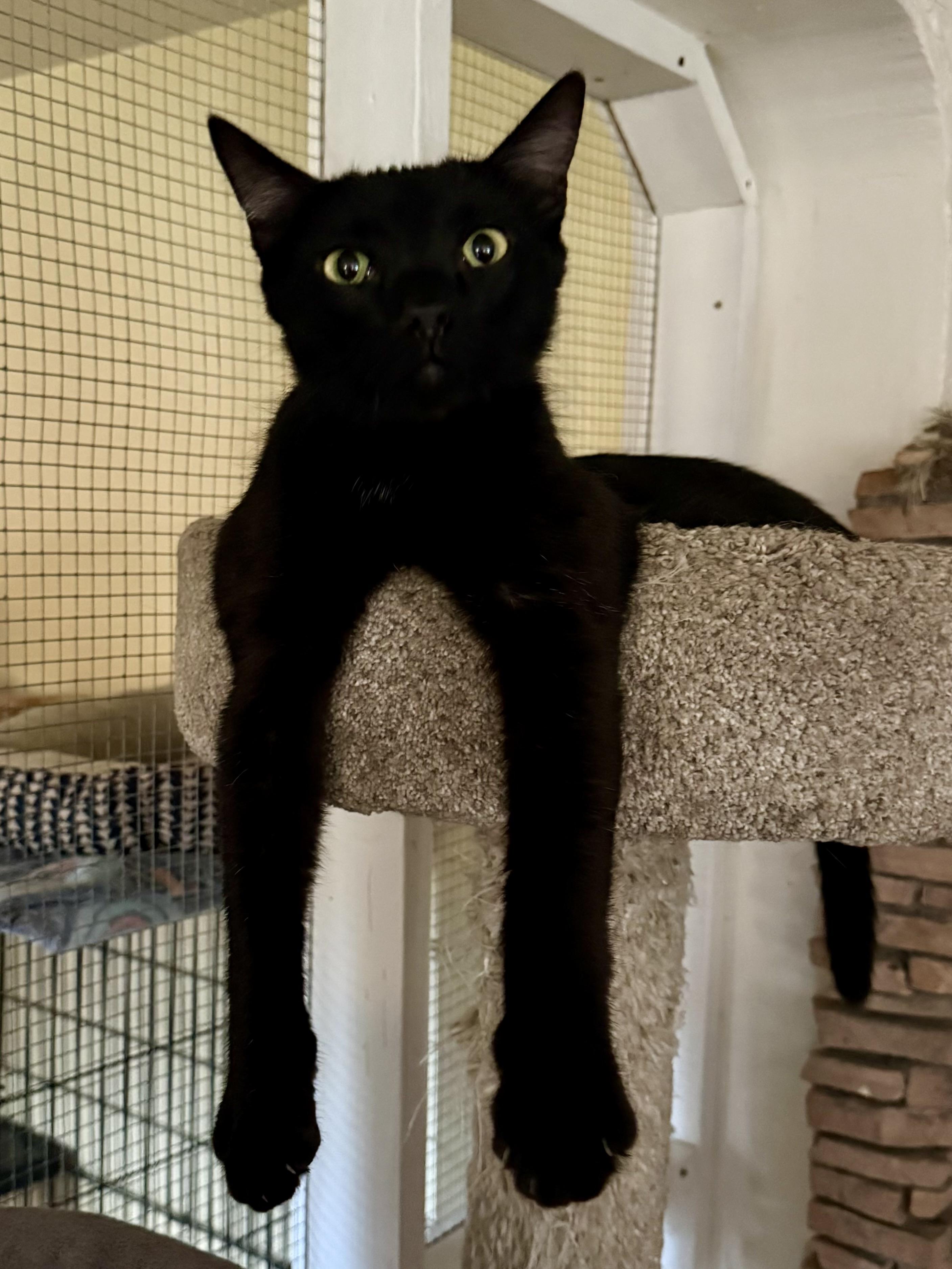 Sundancer, a Adoptable mixed breed in Prescott, AZ image 2/5