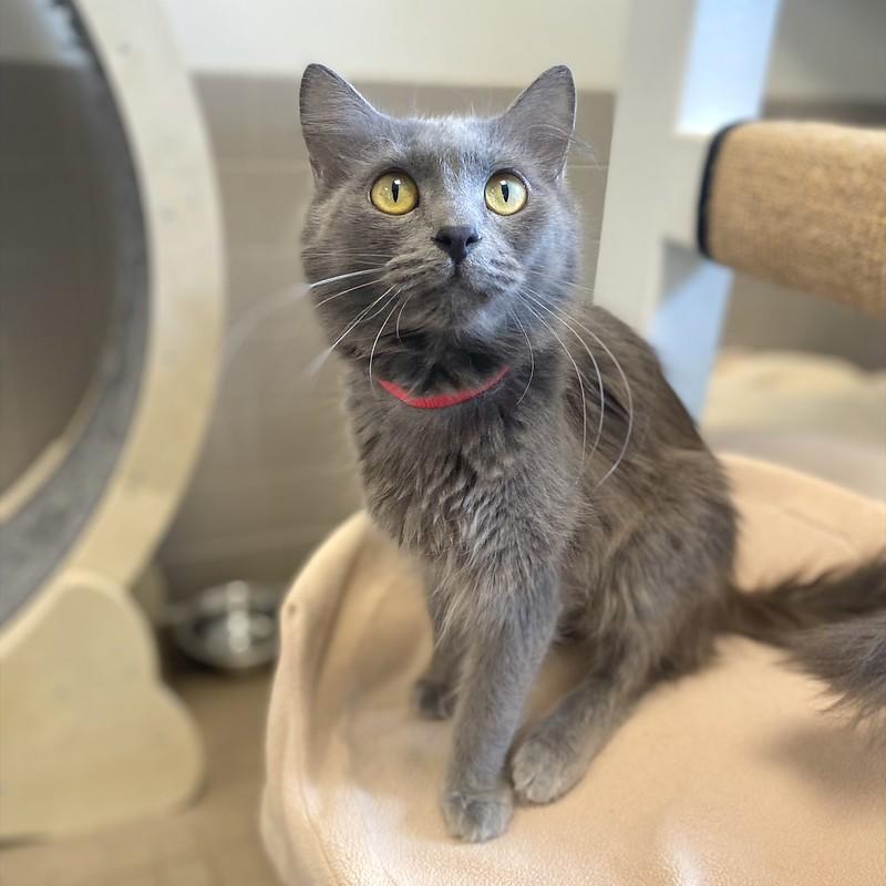 Enlarge Misty, an adopted Domestic Long Hair in Truckee, CA image 1/4