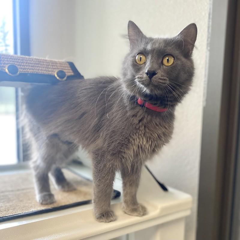 Enlarge Misty, an adopted Domestic Long Hair in Truckee, CA image 3/4