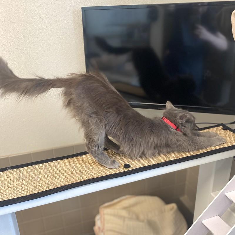 Enlarge Misty, an adopted Domestic Long Hair in Truckee, CA image 4/4