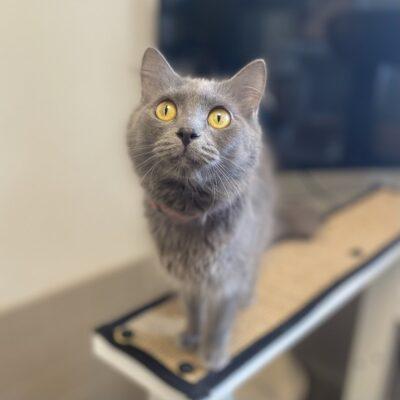 Enlarge Misty, an adopted Domestic Long Hair in Truckee, CA image 2/4