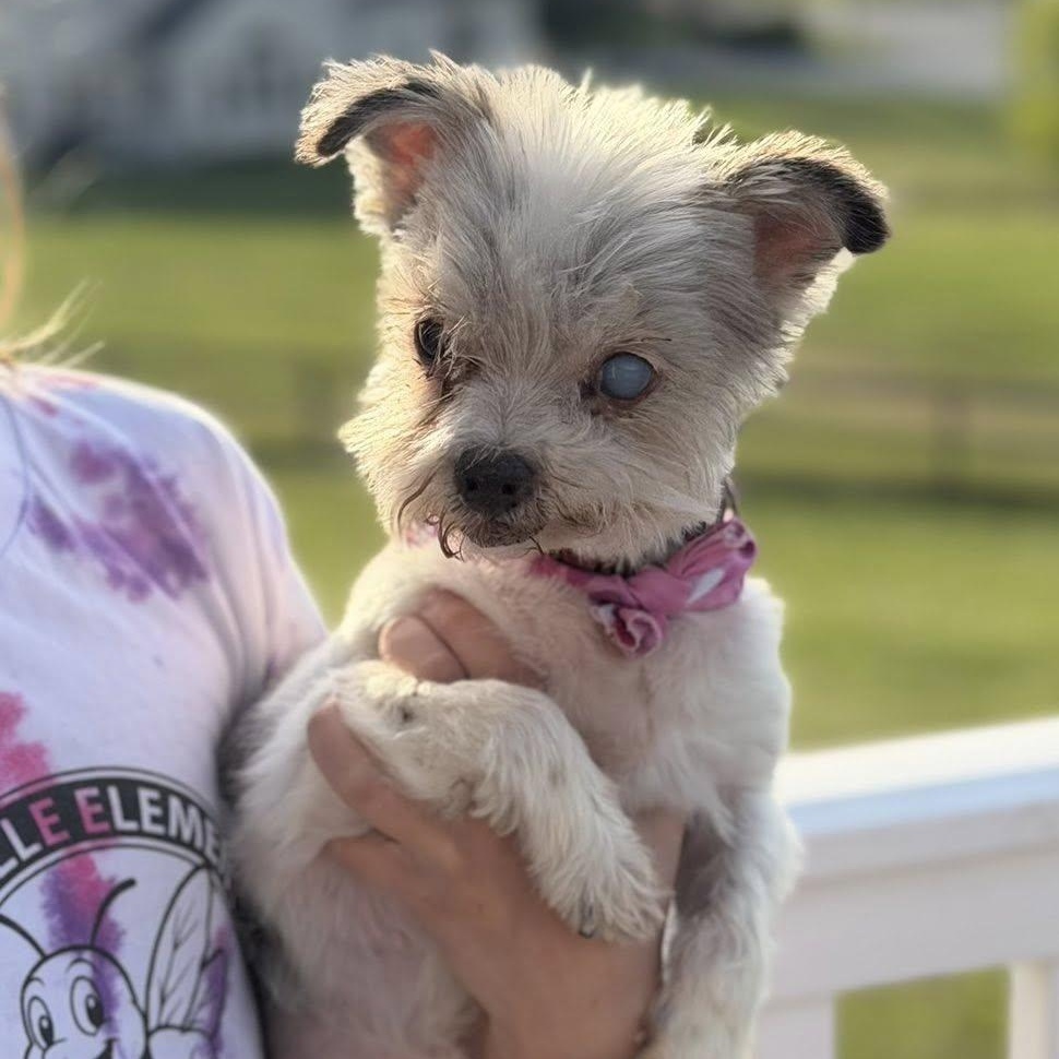 Romy, adoptable, Senior Female Terrier.