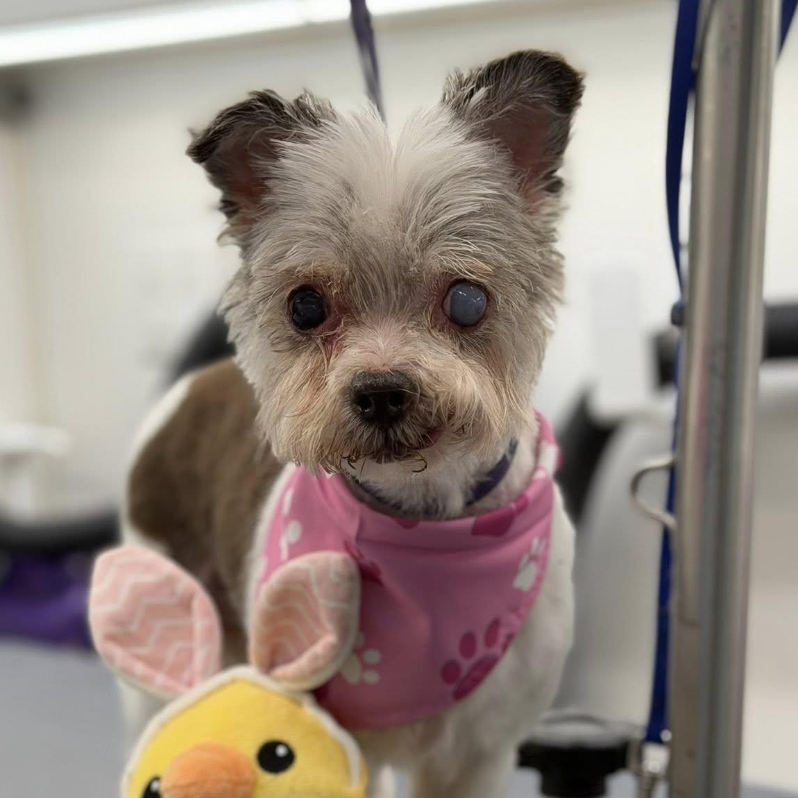 Enlarge Romy, an adoptable mixed breed in Rockville, MD image 3/6