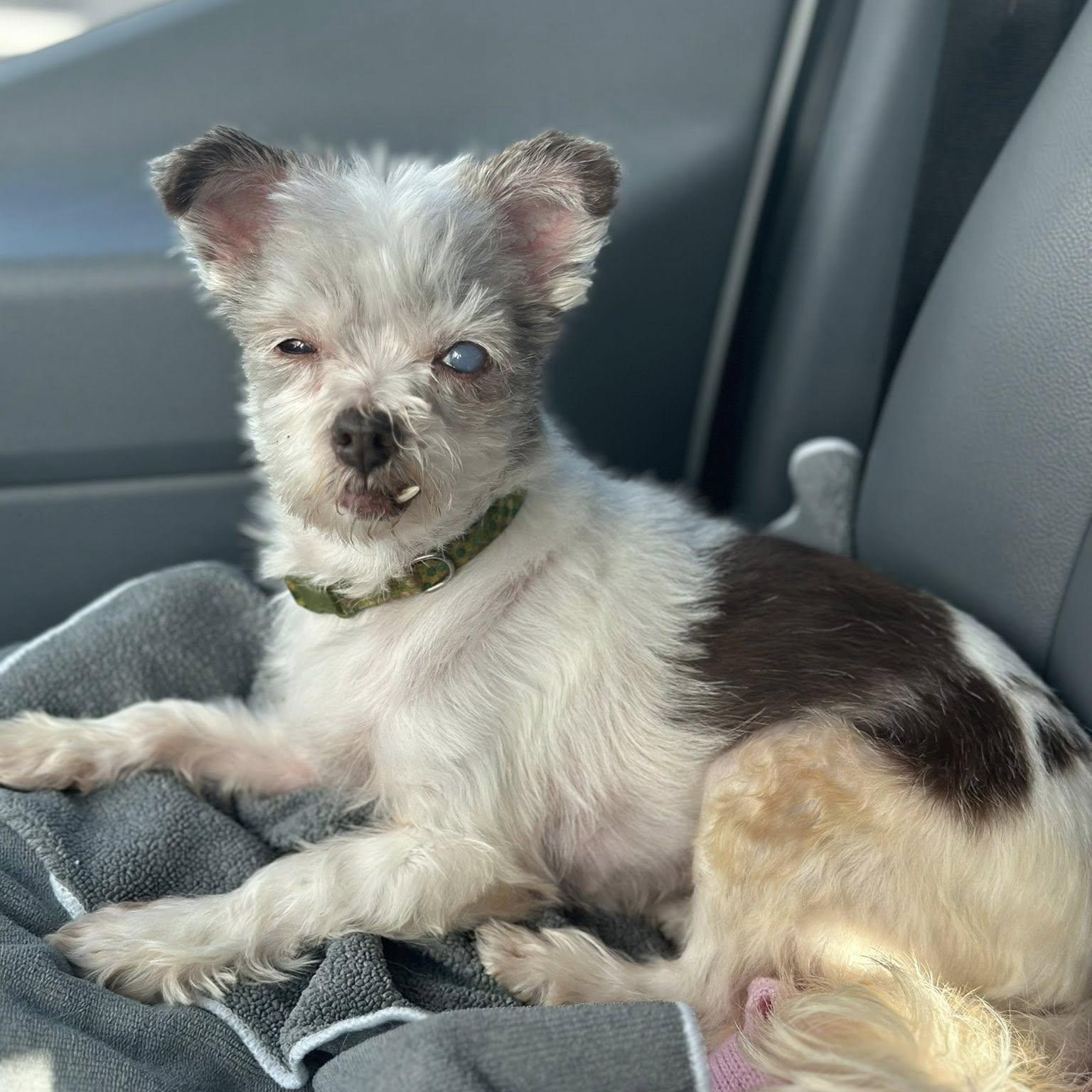 Enlarge Romy, an adoptable mixed breed in Rockville, MD image 1/6