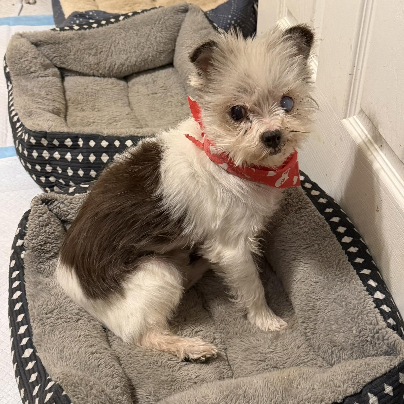 Enlarge Romy, an adoptable mixed breed in Rockville, MD image 1/6