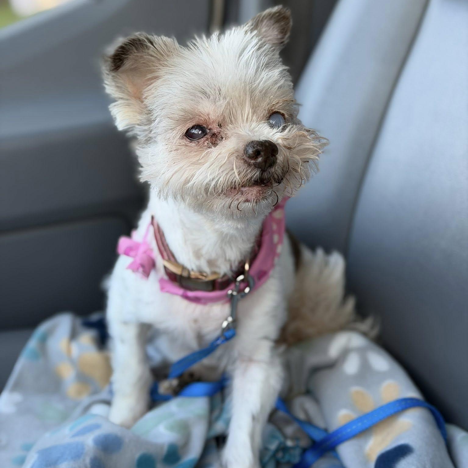 Enlarge Romy, an adoptable mixed breed in Rockville, MD image 4/6