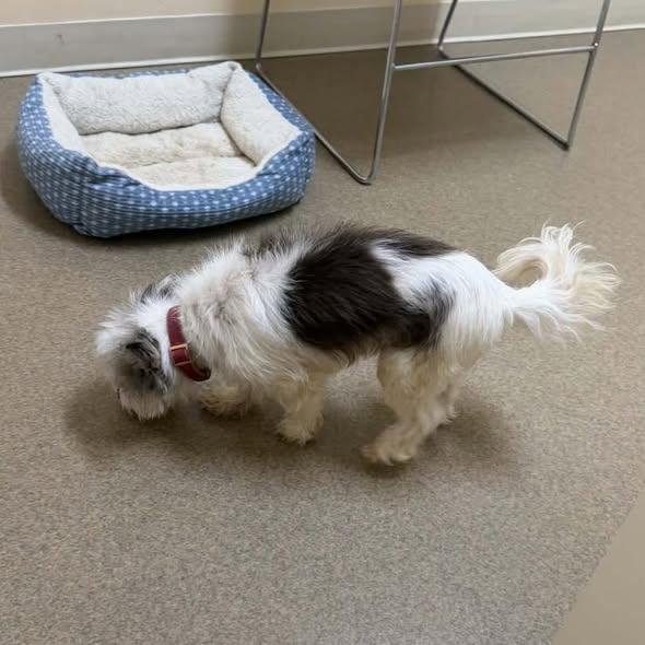 Enlarge Romy, an adoptable mixed breed in Rockville, MD image 6/6