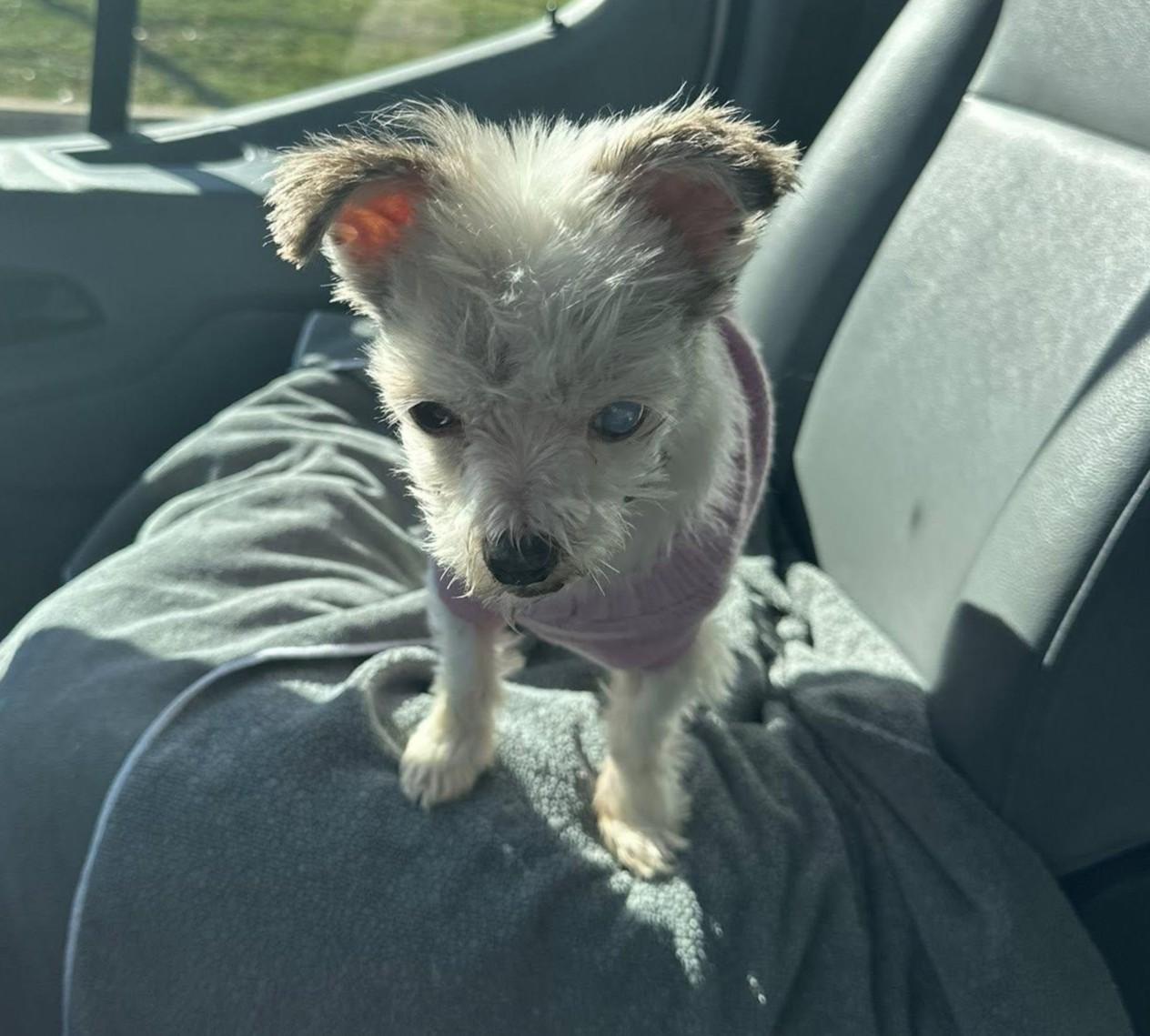 Enlarge Romy, an adoptable mixed breed in Rockville, MD image 4/6