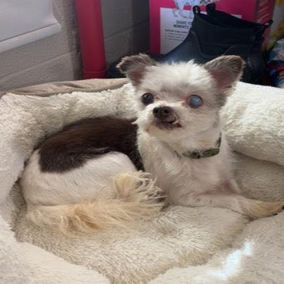 Enlarge Romy, an adoptable mixed breed in Rockville, MD image 3/6