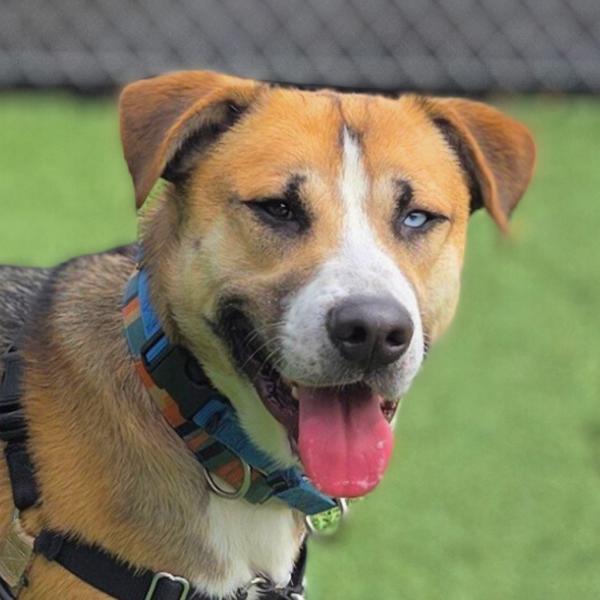 Emmett, Adoptable, Adult Male Siberian Husky & Shepherd.