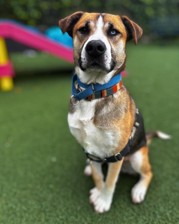 Enlarge Emmett, a Adoptable mixed breed in Vallejo, CA image 2/6