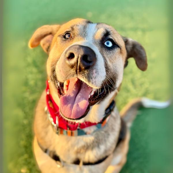 Enlarge Emmett, a Adoptable mixed breed in Vallejo, CA image 3/6