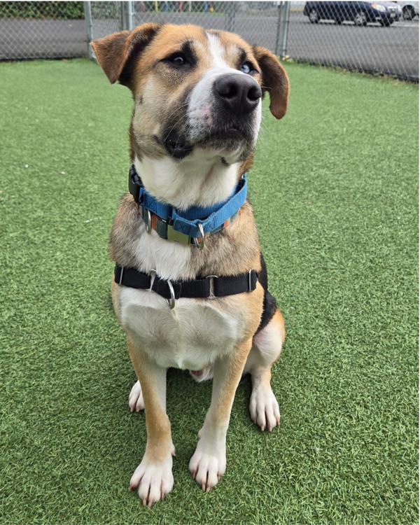 Enlarge Emmett, a Adoptable mixed breed in Vallejo, CA image 4/6