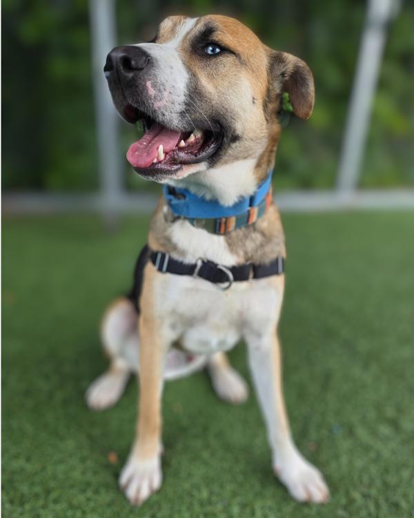 Enlarge Emmett, a Adoptable mixed breed in Vallejo, CA image 5/6