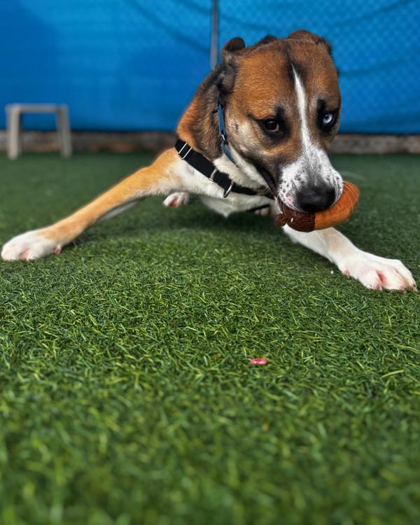 Enlarge Emmett, a Adoptable mixed breed in Vallejo, CA image 6/6