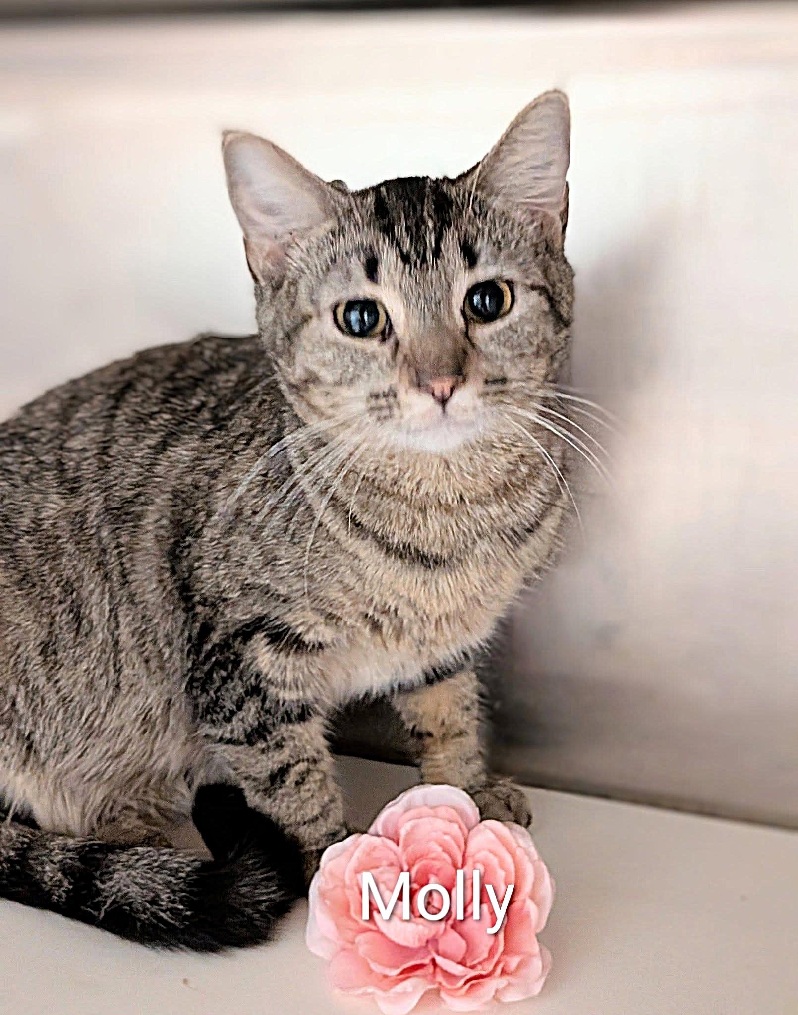 Molly, ADOPTABLE, Adult Female Domestic Short Hair.