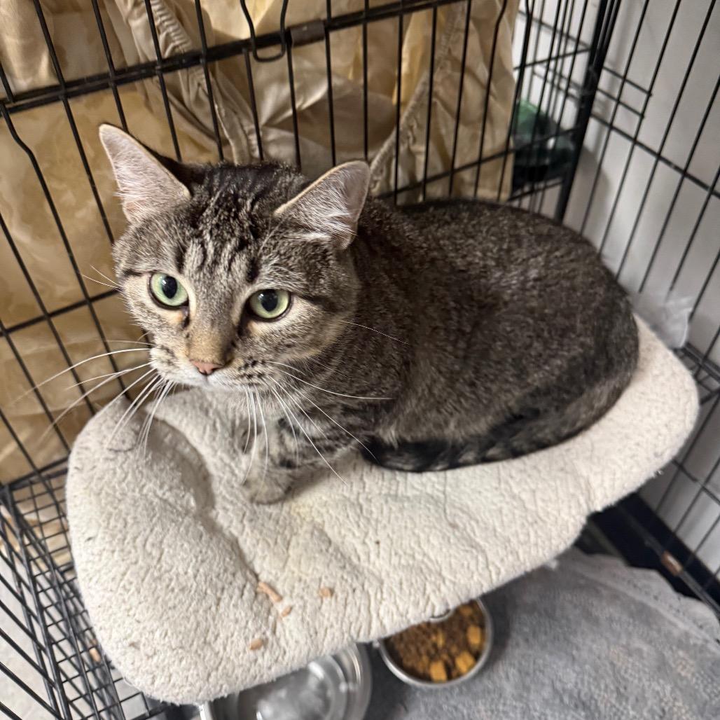 Nancy, Adoptable, Young Female Domestic Short Hair.