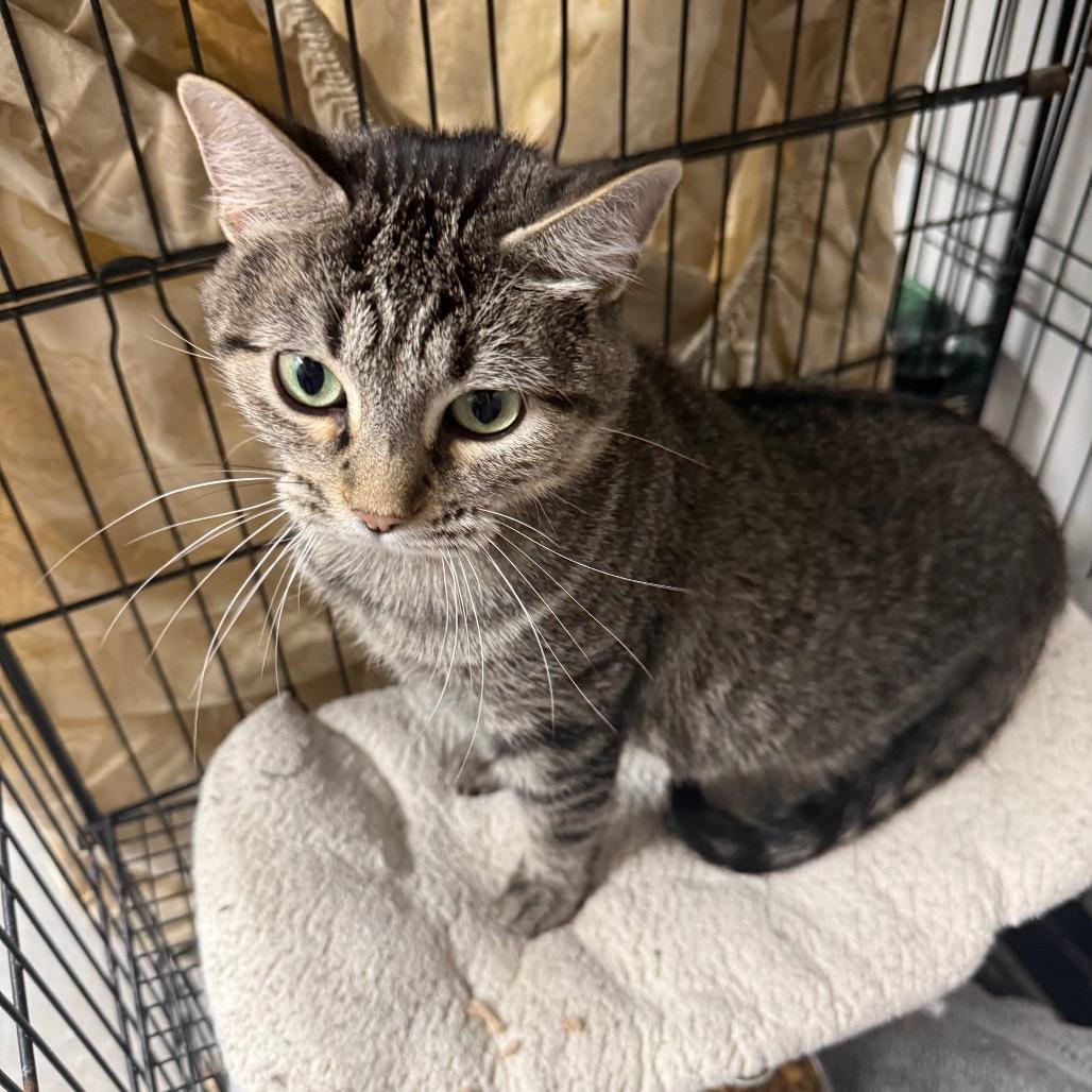 Enlarge Nancy, a Adoptable Domestic Short Hair in Normal, IL image 2/2