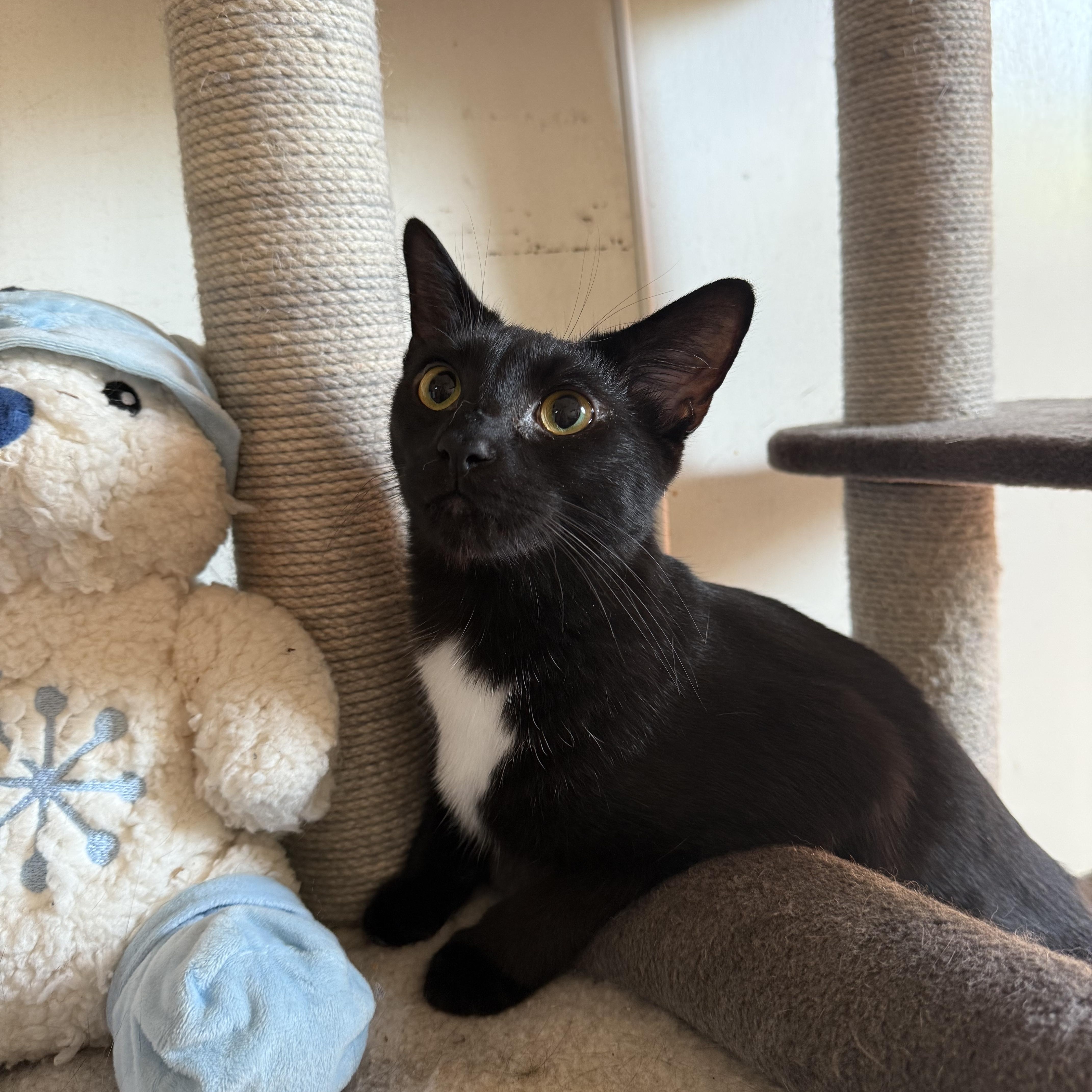 CZ, adopted, Young Male Domestic Short Hair.