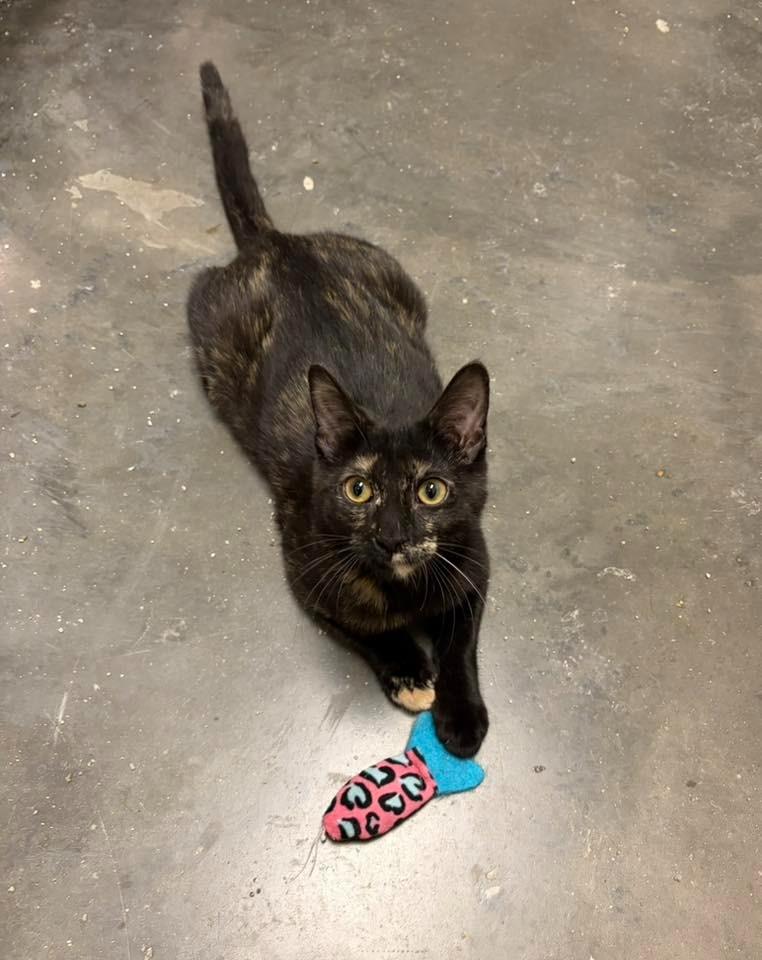 Lacy, Adoptable, Kitten Female Domestic Short Hair.