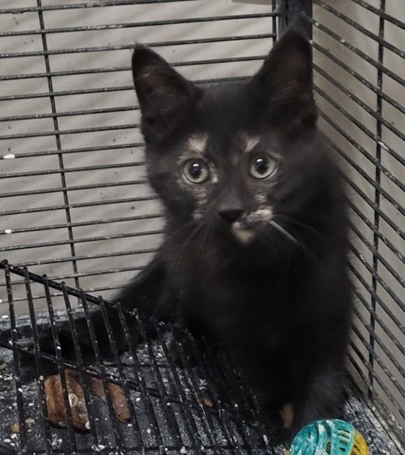 Enlarge Lacy, a Adoptable mixed breed in St. Louis, MO image 2/4