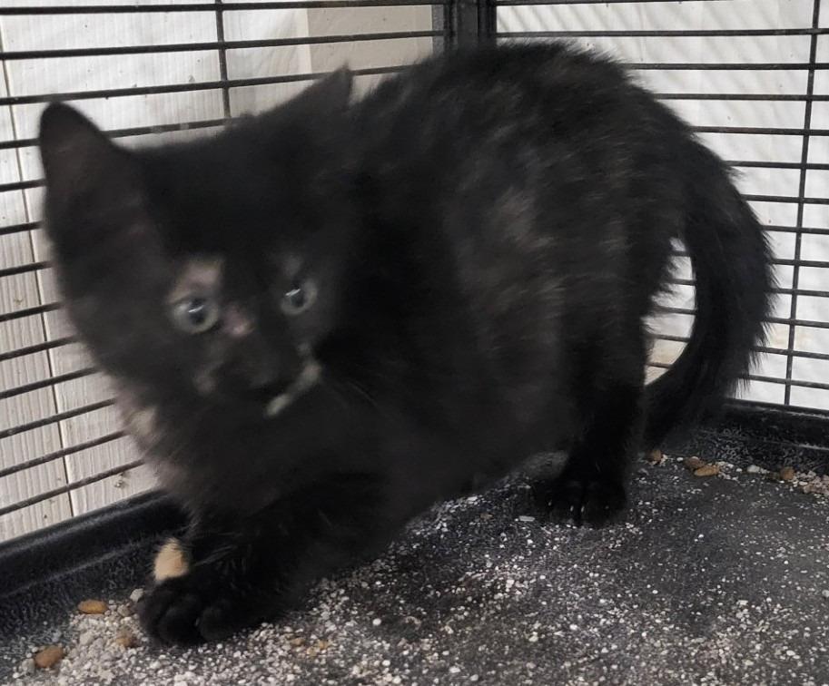 Enlarge Lacy, a Adoptable mixed breed in St. Louis, MO image 4/4