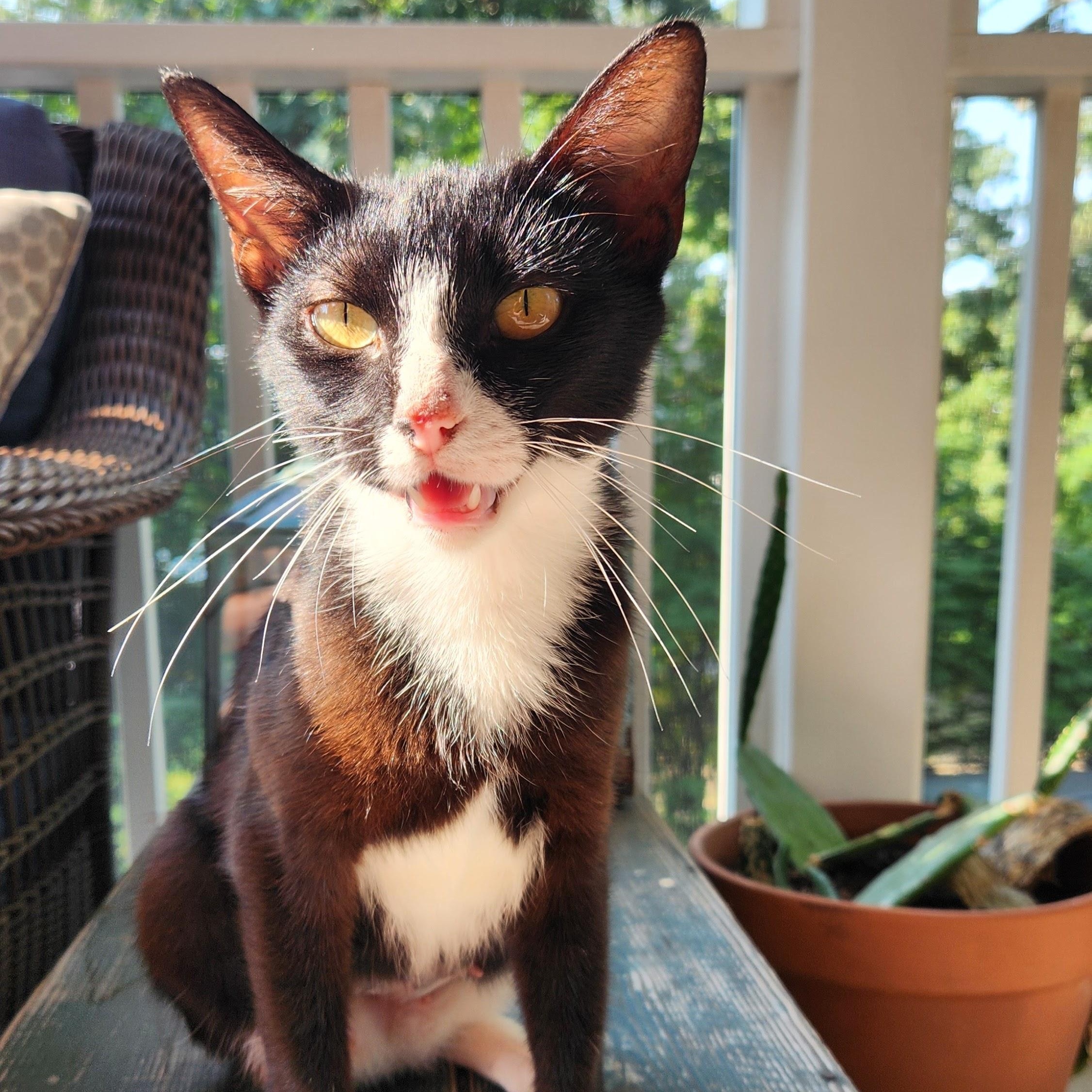 Daisy, an adopted mixed breed in Hyattsville, MD image 1/6