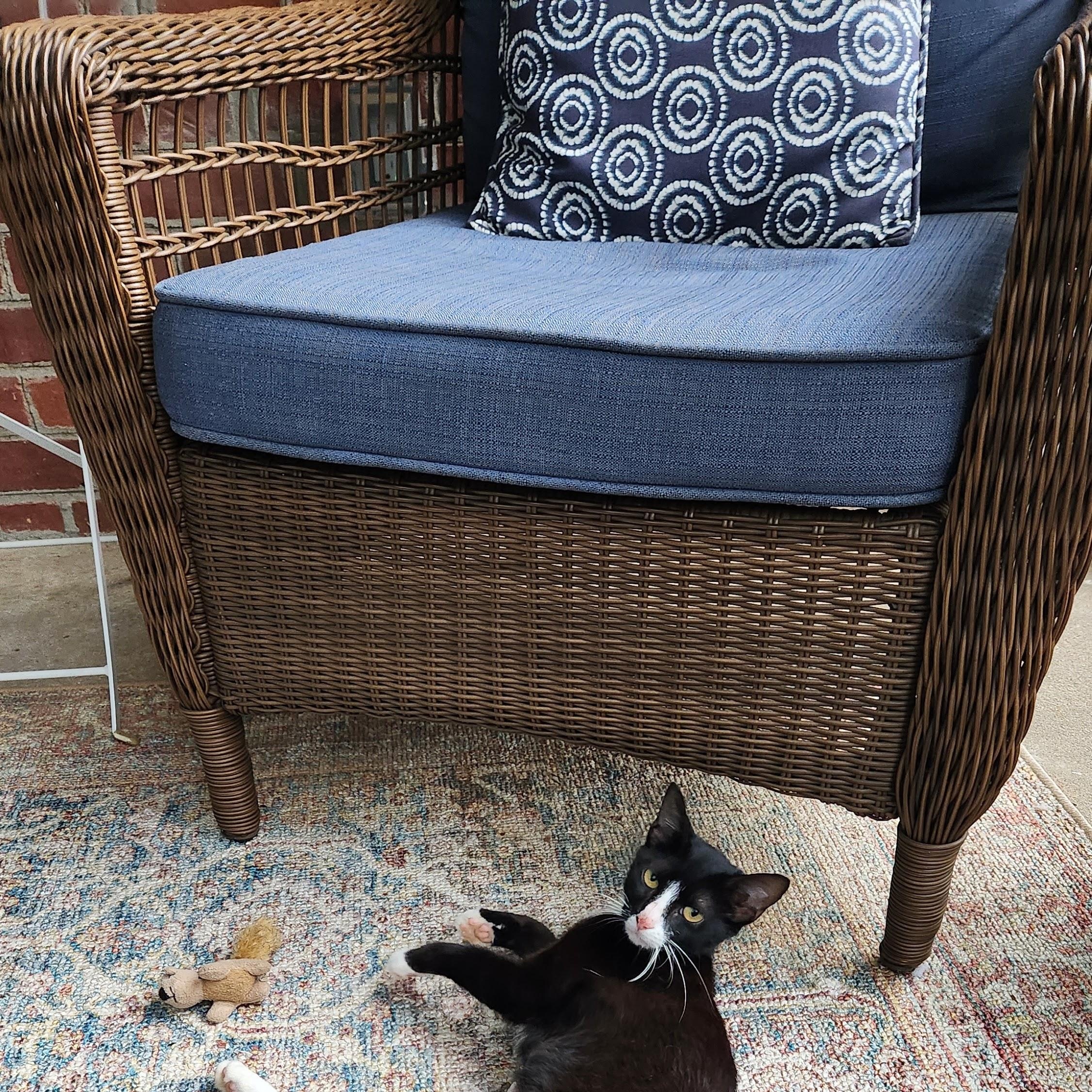 Daisy, an adopted mixed breed in Hyattsville, MD image 3/6