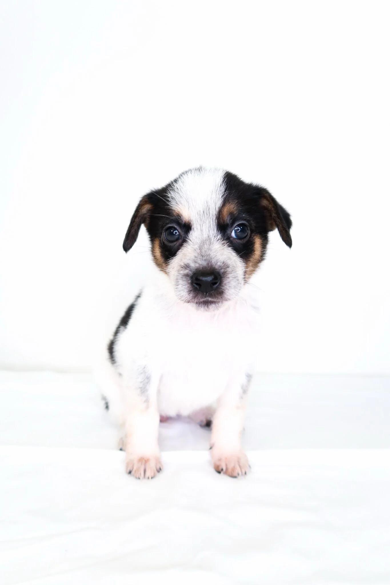 Squishmallow, adopted, Puppy Female Australian Cattle Dog / Blue Heeler.